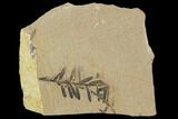 Metasequoia (Dawn Redwood) Fossils - Montana #102337-1